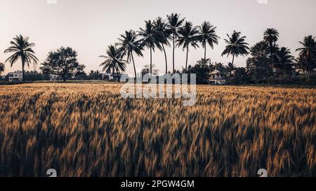 Un magnifique paysage avec de grands palmiers et de l'herbe verte luxuriante illuminée par le soleil du matin Banque D'Images