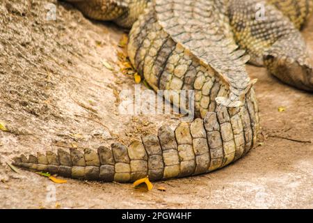 La queue de crocodile a de nombreuses échelles. La pointe de l'agave est très puissante. Aide à la natation ou en tant qu'arme pour blesser des personnes ou des animaux Banque D'Images