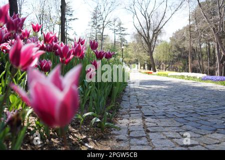 Tulipes roses, tulipes blanches, tulipes roses tulipes rouges et fleurs sur le WalkwayEmiggan Park Istanbul 2021 Banque D'Images