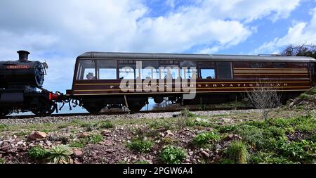 Voiture d'observation Devon Belle Pullman n° 13 passant Goodrington sur le chemin de fer à vapeur de Dartmouth, transporté à Paignton par le réservoir GWR n° 4277 Hercules. Banque D'Images