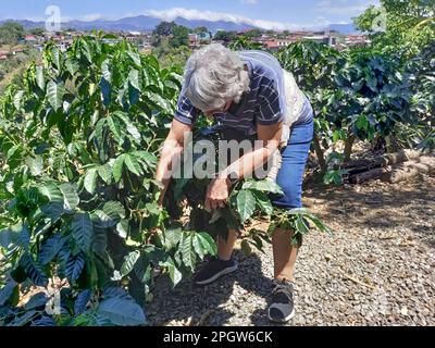 Naranjo, Costa Rica - Un touriste essaie de cueillir des grains de café à la ferme et à l'usine de transformation d'Espirituu Santo. Banque D'Images