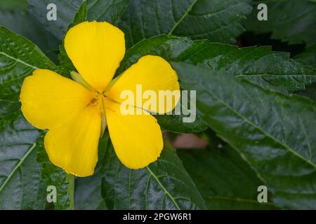 La fleur de Turnera ulmifolia (le dashalong de ramgoat ou l'aulne jaune) la fleur de Turnera diffuse jaune Banque D'Images