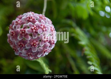 Fleurs de carnosa de Hoya. Fleur de porcelaine ou plante de cire. boule de fleurs roses en fleurs Banque D'Images