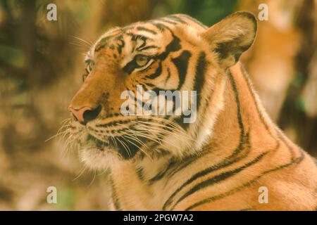 Le tigre de Sibirien, le tigre d'Amur, regardaient avec un regard grandiose.le tigre de Sibirien, le tigre d'Amur, regardaient avec un regard grandiose. Tigre de Sibérie son bo Banque D'Images