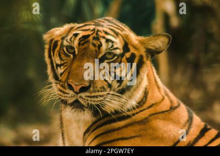 Le tigre de Sibirien, le tigre d'Amur, regardaient avec un regard grandiose.le tigre de Sibirien, le tigre d'Amur, regardaient avec un regard grandiose. Tigre de Sibérie son bo Banque D'Images