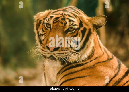 Le tigre de Sibirien, le tigre d'Amur, regardaient avec un regard grandiose.le tigre de Sibirien, le tigre d'Amur, regardaient avec un regard grandiose. Tigre de Sibérie son bo Banque D'Images