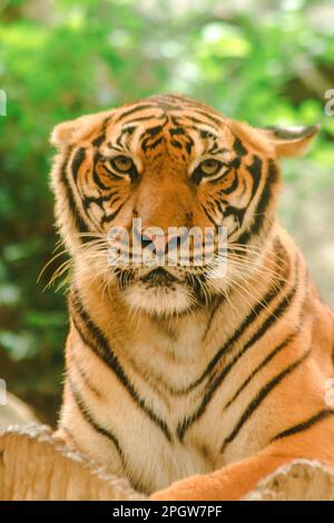 Le tigre de Sibirien, le tigre d'Amur, regardaient avec un regard grandiose.le tigre de Sibirien, le tigre d'Amur, regardaient avec un regard grandiose. Tigre de Sibérie son bo Banque D'Images