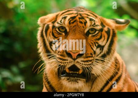 Le tigre de Sibirien, le tigre d'Amur, regardaient avec un regard grandiose.le tigre de Sibirien, le tigre d'Amur, regardaient avec un regard grandiose. Tigre de Sibérie son bo Banque D'Images