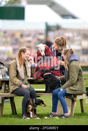 Un chien Greyhound s'est enveloppé dans un tapis de pluie lors des épreuves de badminton à Gloucestershire, au Royaume-Uni. Banque D'Images