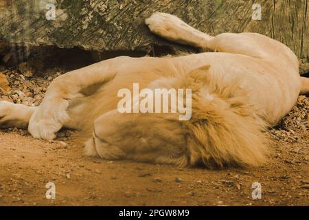 Un lion mâle dort sur le sol un lion mâle adulte a plus de fourrure autour de son cou. Les Lions se trouvent en Afrique. Les Lions mangent de la viande. Banque D'Images