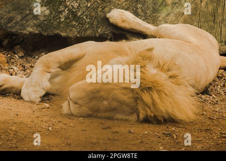 Un lion mâle dort sur le sol un lion mâle adulte a plus de fourrure autour de son cou. Les Lions se trouvent en Afrique. Les Lions mangent de la viande. Banque D'Images