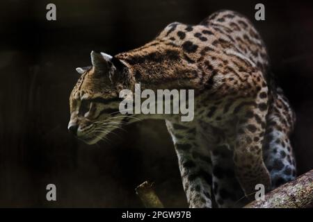 Ocelot se reposant sur une branche. Les cheveux sur l'estomac sont blancs. Il y a deux lignes noires sur les joues et les oreilles sont noires. Banque D'Images