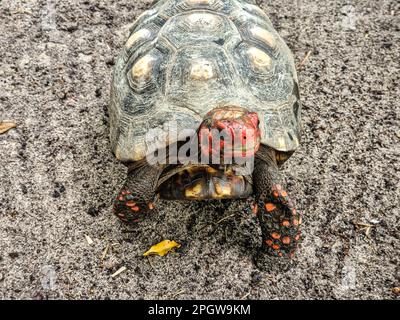 La tortue à pieds rouges, Chelonoidis carbonarius à Imbassai, Bahia, Brésil, est une espèce de tortue Banque D'Images