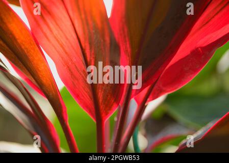 Image des feuilles rouges rétroéclairées d'une plante Ti (Cordyline fruticosa) Banque D'Images