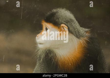 Douc Langur, à la mouchetée de rouge, tourne son regard. Le Douc Tleanked rouge a une couleur très accrocheuse. Il est considéré comme le plus beau lémuriens de la W Banque D'Images