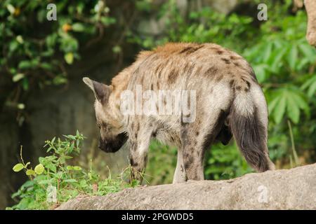 Hyena tachetée marchant sur un rocher. Hyena est le plus grand type de hyena.Polka-dot hyenas sont semblables à des hyenas communs. Mais plus grand ont un poids de corps de Banque D'Images