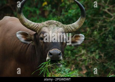 Banteng mangeait une jeune herbe, une jeune feuille de bambou.Banteng est un type de bétail sauvage. En forme de vache domestique, les principales caractéristiques qui se diffusent Banque D'Images