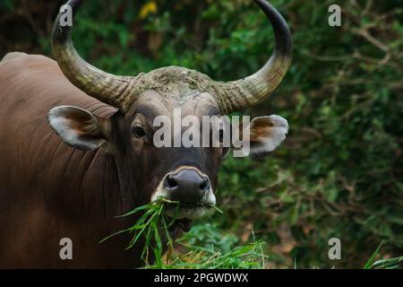 Banteng mangeait une jeune herbe, une jeune feuille de bambou.Banteng est un type de bétail sauvage. En forme de vache domestique, les principales caractéristiques qui se diffusent Banque D'Images