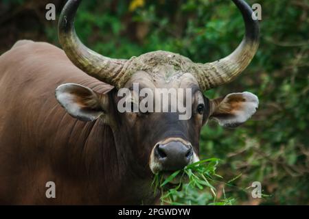 Banteng mangeait une jeune herbe, une jeune feuille de bambou.Banteng est un type de bétail sauvage. En forme de vache domestique, les principales caractéristiques qui se diffusent Banque D'Images