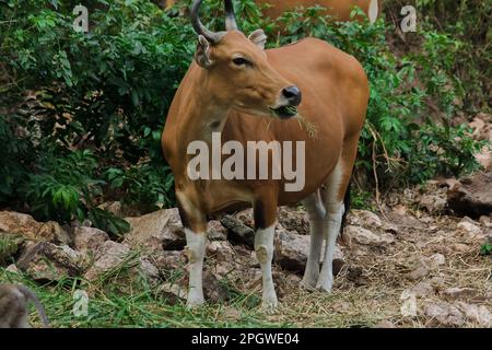 Banteng mangeait une jeune herbe, une jeune feuille de bambou.Banteng est un type de bétail sauvage. En forme de vache domestique, les principales caractéristiques qui se diffusent Banque D'Images