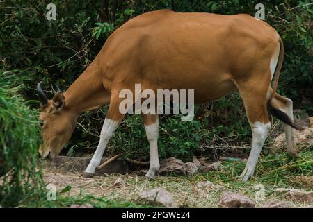 Banteng mangeait une jeune herbe, une jeune feuille de bambou.Banteng est un type de bétail sauvage. En forme de vache domestique, les principales caractéristiques qui se diffusent Banque D'Images