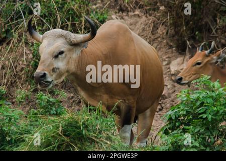 Banteng mangeait une jeune herbe, une jeune feuille de bambou.Banteng est un type de bétail sauvage. En forme de vache domestique, les principales caractéristiques qui se diffusent Banque D'Images