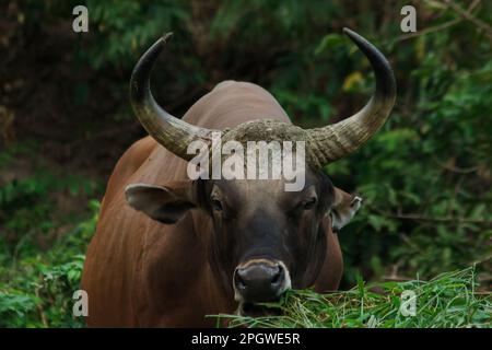 Banteng mangeait une jeune herbe, une jeune feuille de bambou.Banteng est un type de bétail sauvage. En forme de vache domestique, les principales caractéristiques qui se diffusent Banque D'Images