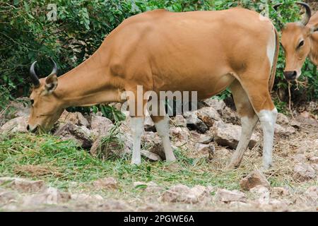 Banteng mangeait une jeune herbe, une jeune feuille de bambou.Banteng est un type de bétail sauvage. En forme de vache domestique, les principales caractéristiques qui se diffusent Banque D'Images