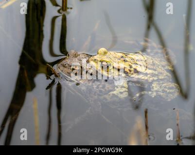 Accouplement de crapauds, Teifi Marshes, Cardigan, pays de Galles. Banque D'Images