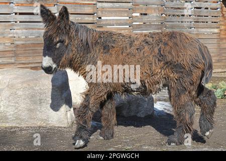 Baudet du Poitou (Equus asinus), également appelé Poitevin ou âne du Poitou, race française d'âne. C'est l'une des plus grandes races Banque D'Images