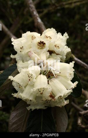 Rhododendron macabeanum Banque D'Images