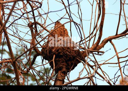 Termite monte sur un arbre dans une forêt tropicale humide. Thaïlande Banque D'Images