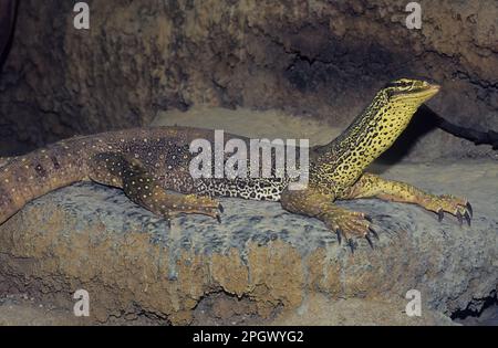 Le goanna de sable (Varanus gouldii) est une espèce de grand lézard de surveillance australien, également connu sous le nom de moniteur de Gould, moniteur de sable, ou goanna de racehorse. Banque D'Images