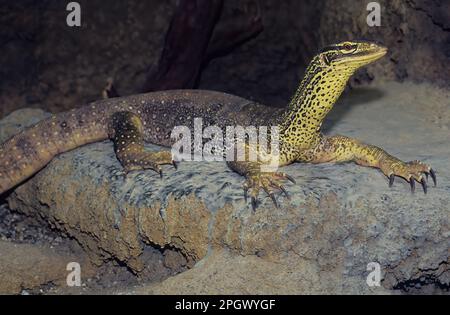 Le goanna de sable (Varanus gouldii) est une espèce de grand lézard de surveillance australien, également connu sous le nom de moniteur de Gould, moniteur de sable, ou goanna de racehorse. Banque D'Images