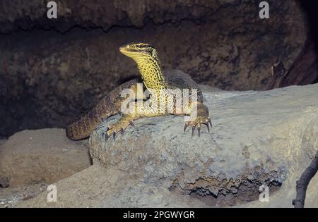 Le goanna de sable (Varanus gouldii) est une espèce de grand lézard de surveillance australien, également connu sous le nom de moniteur de Gould, moniteur de sable, ou goanna de racehorse. Banque D'Images