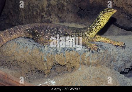 Le goanna de sable (Varanus gouldii) est une espèce de grand lézard de surveillance australien, également connu sous le nom de moniteur de Gould, moniteur de sable, ou goanna de racehorse. Banque D'Images