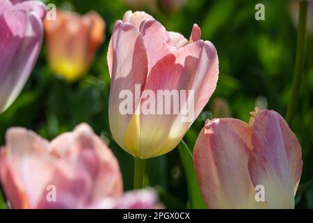 Magnifiques tulipes de printemps au jardin botanique d'Atlanta à Midtown Atlanta, Géorgie. (ÉTATS-UNIS) Banque D'Images