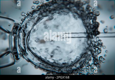 Fécondation in vitro avec injection intracytoplasmique de spermatozoïdes - 3D illustration Banque D'Images