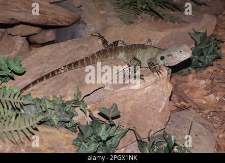 Le dragon d'eau australien (Intellagama lesueurii), qui comprend le dragon d'eau de l'est (Intellagama lesuuurii lesuurii ) et l'eau du Gippsland Banque D'Images