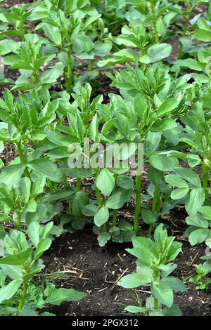 Au printemps, le jeune haricot (Vicia faba) pousse dans un champ agricole Banque D'Images