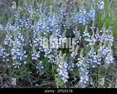 Au printemps, Veronica prostrata fleurit dans la nature parmi les graminées Banque D'Images