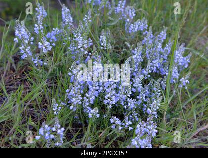 Au printemps, Veronica prostrata fleurit dans la nature parmi les graminées Banque D'Images