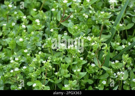 Au printemps, Stellaria Media pousse dans la nature Banque D'Images