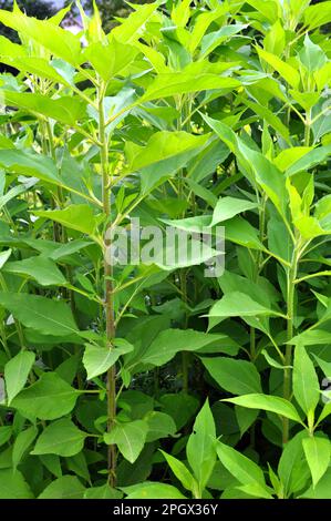 L'artichaut de Jérusalem (Helianthus tuberosus) pousse en terre ouverte dans le jardin Banque D'Images