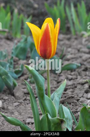 Au printemps jardin de fleurs tulipes fleuries (Tulipa kaufmanniana) Banque D'Images