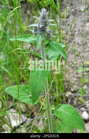 Stachys germanica pousse parmi les herbes dans la nature Banque D'Images