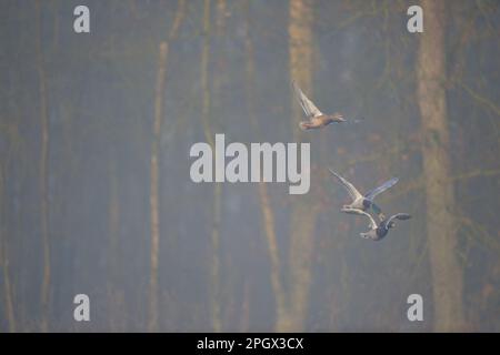 Bousculade pour la dame... Canards colverts ( Anas platyrhynchos ) un matin brumeux pendant la saison d'accouplement, deux mâles se battent en volant. Banque D'Images