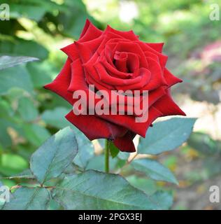 Les roses fleurissent dans le jardin en été. Banque D'Images