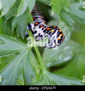 chenille noire (Papilio polyxenes) mangeant du persil. Banque D'Images
