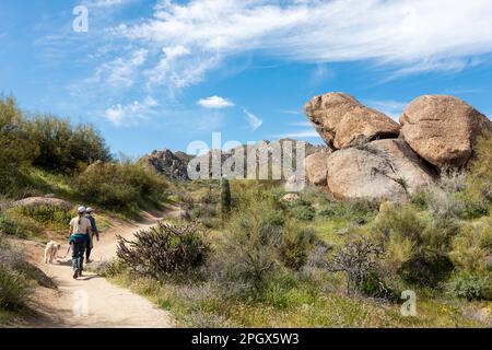 Randonnée dans la réserve McDowell Sonoran, Scottsdale, Arizona, États-Unis. Banque D'Images